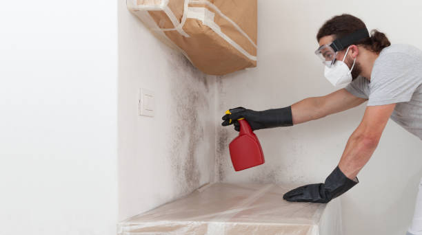 Professional Basement Mold Remediation technician working in Elizabethtown, KY