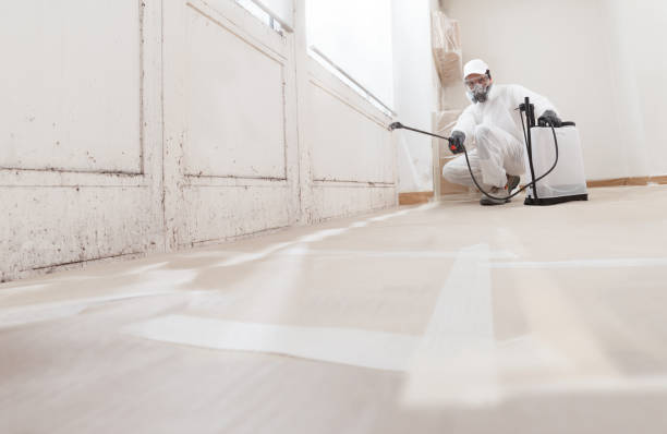 24/7 Emergency Basement Mold Remediation experts in Elizabethtown, KY